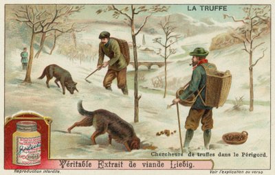 Chasseurs de truffes en Périgord, France - European School